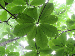 Magnolia obovata