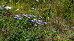 Aster alpinus