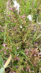 Pedicularis palustris