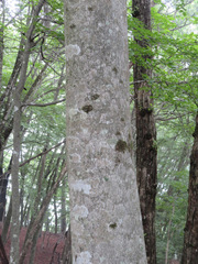 Magnolia obovata