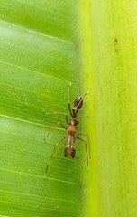 Myrmaplata plataleoides