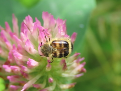 Lasiotrichius succinctus