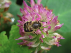 Lasiotrichius succinctus