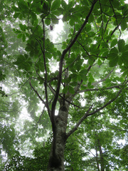 Magnolia obovata