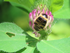 Lasiotrichius succinctus