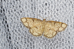 Stegania cararia
