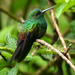 Bronze-tailed Plumeleteer - Photo (c) Michael Woodruff, some rights reserved (CC BY-SA)