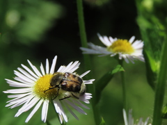 Lasiotrichius succinctus
