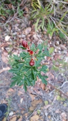 Petrophile diversifolia