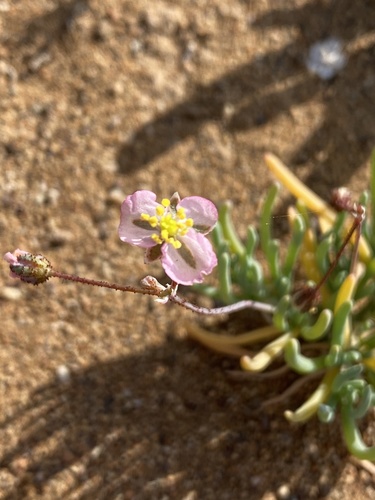 Kewa salsoloides (Kewa salsoloides)