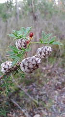 Petrophile diversifolia