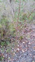 Petrophile diversifolia
