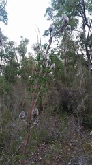 Petrophile diversifolia