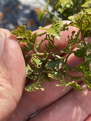 Davallia chaerophylloides