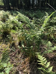 Matteuccia struthiopteris