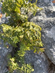 Davallia chaerophylloides
