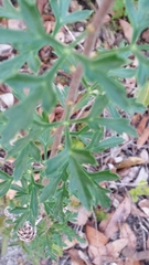 Petrophile diversifolia