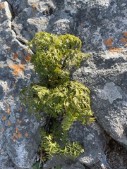 Davallia chaerophylloides