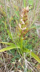 Dactylorhiza incarnata