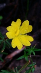 Hibbertia acerosa