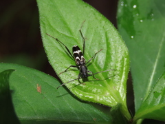 Rhaphuma gracilipes