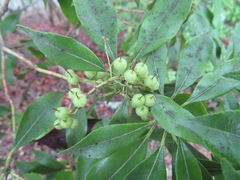Pieris japonica