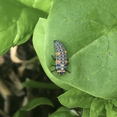 Coccinella septempunctata