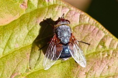 Calliphora augur