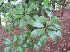Pieris japonica