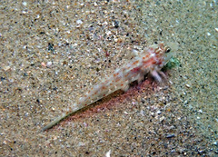 Nesogobius