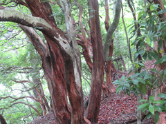 Pieris japonica