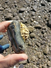 Crucibulum scutellatum