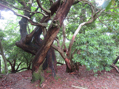 Pieris japonica