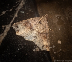 Lithilaria proestans