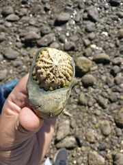 Crucibulum scutellatum