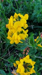 Lotus corniculatus
