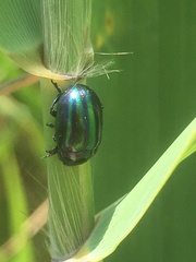 Chrysolina cerealis