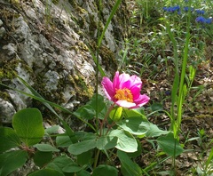 Paeonia daurica