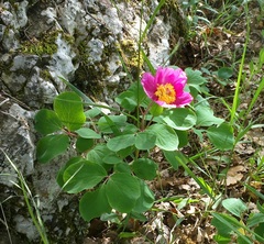 Paeonia daurica