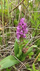 Dactylorhiza purpurella