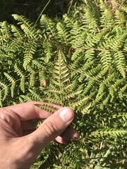 Pteridium aquilinum decompositum