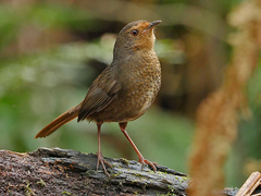 Pycnoptilus floccosus