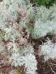 Artemisia arborescens