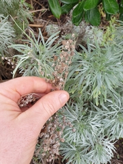 Artemisia arborescens