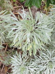 Artemisia arborescens