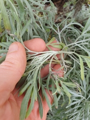 Artemisia arborescens