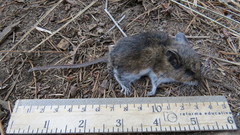 Peromyscus melanotis