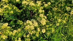 Cornus
