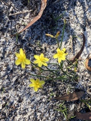 Tricoryne