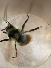 Bombus vancouverensis vancouverensis